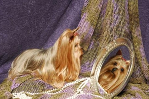 如何给约克夏刷牙