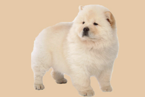 松狮缺钙的表现有哪些