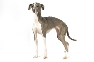 灵缇犬家里怎么养