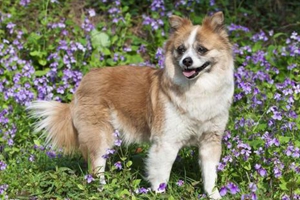 小型宠物狗怎么养