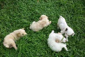 小型宠物狗应该怎么养