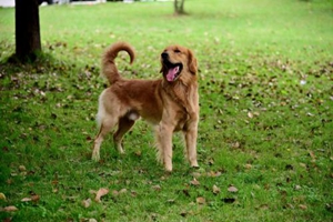 大型犬怎么托运