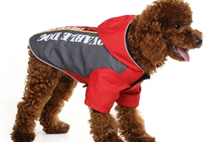 大型犬怎么喂养长得好