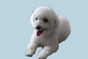 小比熊眼屎多怎么办