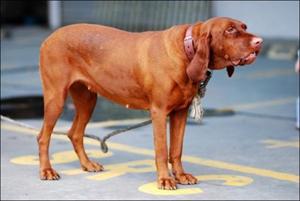 怎么给大型犬洗澡