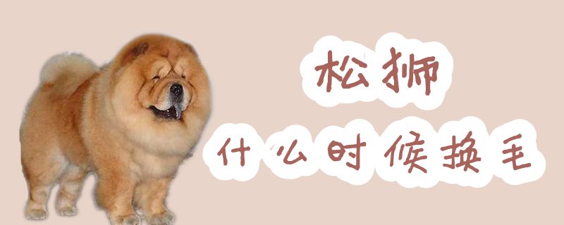松狮什么时候换毛