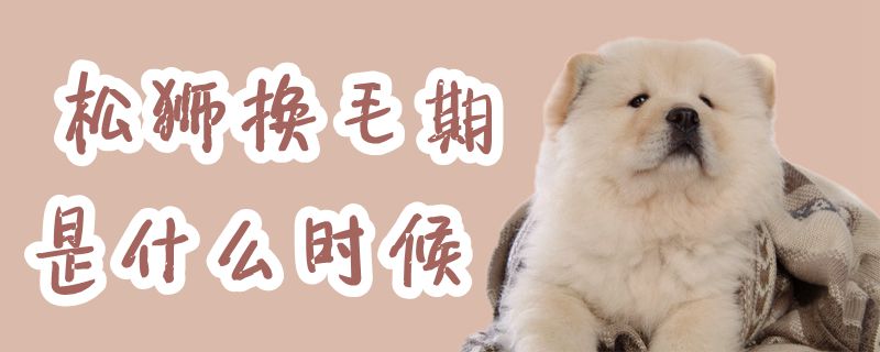 松狮换毛期是什么时候