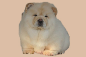 松狮补钙吃什么好