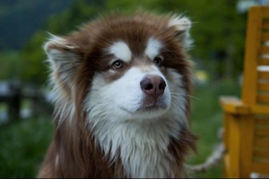 怎么给阿拉斯加梳毛