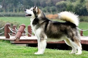 怎么给阿拉斯加洗澡啊