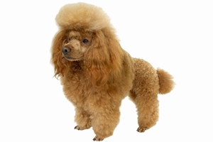 怎么给贵宾犬梳毛