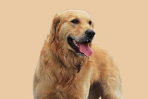 金毛发情期有什么表现