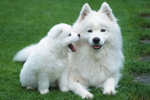 大型犬如何托运