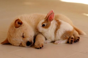 怎么缓解狗狗不安