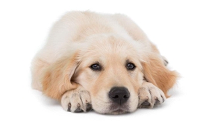 狗狗发情怎么让他缓解