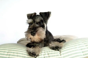 怎样让狗狗不怀孕