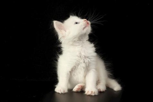 怎样让小猫学会用猫砂