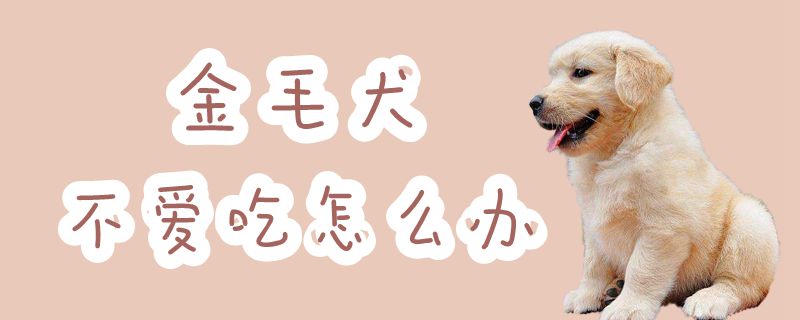 金毛犬不爱吃怎么办