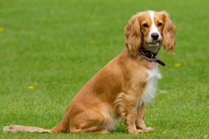 狗狗怎样才能吃胖