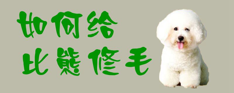如何給比熊修毛