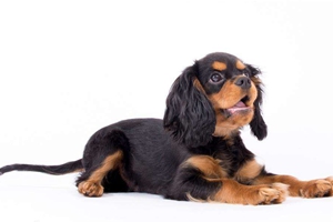 刚带回家的狗狗怎么养