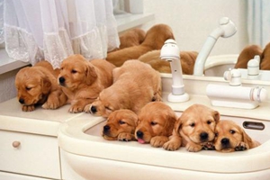 刚带回家的狗狗要注意什么