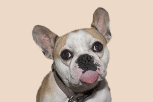 法斗不吃东西怎么办