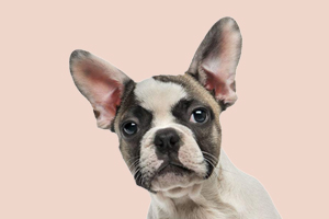 法斗吃什么补钙