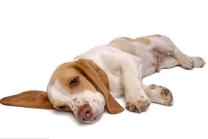 刚带回家的小狗一直叫怎么办