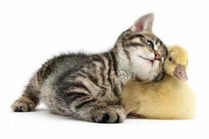 小猫带回家注意什么