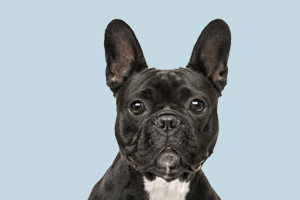 法斗能吃什么东西