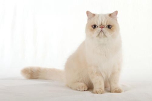 小猫带回家一直叫怎么办