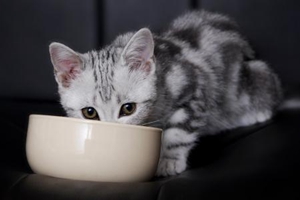 刚带回家的小猫怎么养