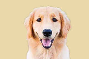 金毛犬怎么鉴别