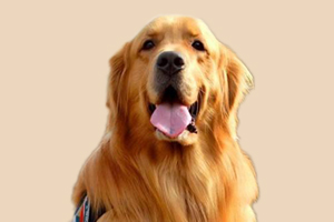 怎么判断金毛的年龄