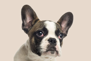 法斗发情期什么时候