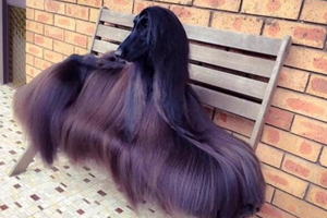 阿富汗猎犬怎么打理