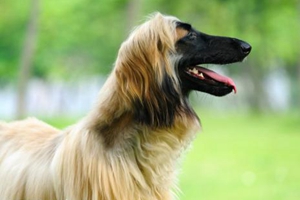 阿富汗猎犬吃什么狗粮