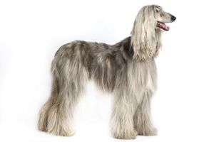 阿富汗猎犬幼犬不听话怎么办