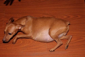 小鹿犬发情什么表现