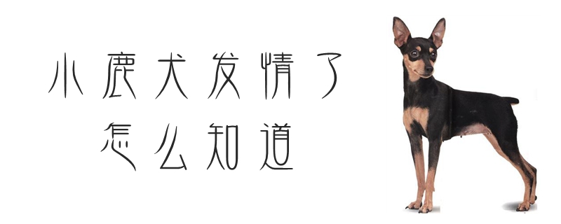 小鹿犬發情了怎麼知道