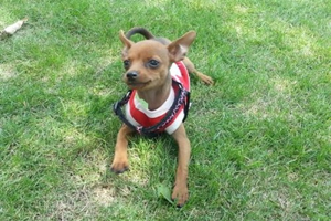 小鹿犬发情了怎么知道