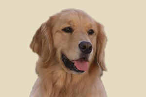 金毛犬不爱走路怎么办