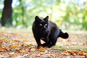 黑猫怎么养不变色