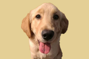 金毛狗耳朵臭怎么治疗