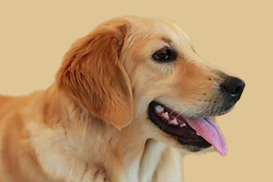 金毛狗狗不爱喝水怎么办