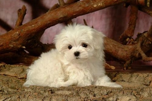 如何让小狗不叫