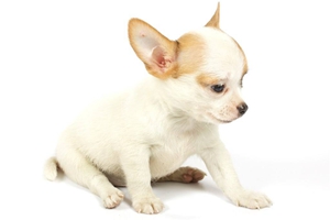 如何让小狗喝水