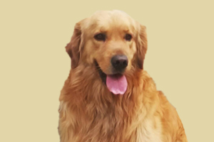 金毛狗要生了什么表现