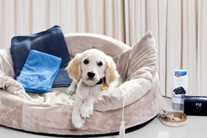 如何让小狗长的快